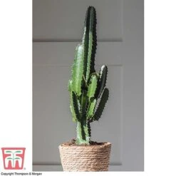 Euphorbia Acrurensis -NAOMI Plant Shop EUPH tka6944 H