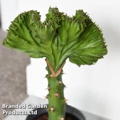 Euphorbia Lactea 'Cristata' -NAOMI Plant Shop EUPH LACTE10CM C