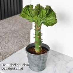 Euphorbia Lactea 'Cristata' -NAOMI Plant Shop EUPH LACTE10CM D