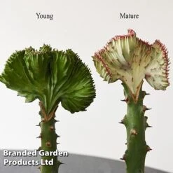 Euphorbia Lactea 'Cristata' -NAOMI Plant Shop EUPH LACTE10CM E