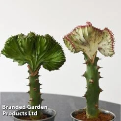 Euphorbia Lactea 'Cristata' -NAOMI Plant Shop EUPH LACTE10CM F