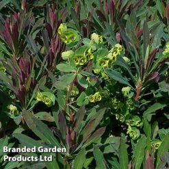 Euphorbia Martinii 'Walberton's Ruby Glow' -NAOMI Plant Shop EUPH RUBYGLOW S45001