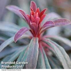 Euphorbia Martinii 'Walberton's Ruby Glow' -NAOMI Plant Shop EUPH RUBYGLOW T01793