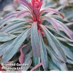 Euphorbia Martinii 'Walberton's Ruby Glow' -NAOMI Plant Shop EUPH RUBYGLOW T01794