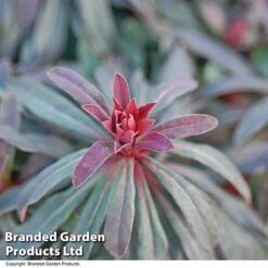 Euphorbia Martinii 'Walberton's Ruby Glow' -NAOMI Plant Shop EUPH RUBYGLOW T01795