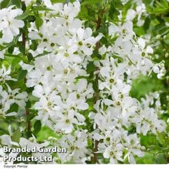 Exochorda 'Blushing Pearl' -NAOMI Plant Shop EXOC BLUSHINGP H39579