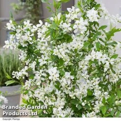 Exochorda 'Blushing Pearl' -NAOMI Plant Shop EXOC BLUSHINGP H39618