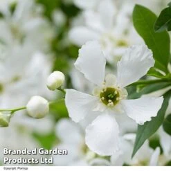 Exochorda 'Blushing Pearl' -NAOMI Plant Shop EXOC BLUSHINGP H39619