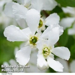 Exochorda 'Blushing Pearl' -NAOMI Plant Shop EXOC BLUSHINGP H39620