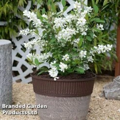 Exochorda 'Blushing Pearl' -NAOMI Plant Shop EXOC BLUSHINGP S34265