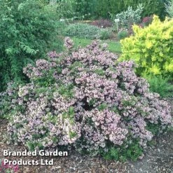 Escallonia 'Showstopper' -NAOMI Plant Shop Escallonia Showstopper KC5064 C