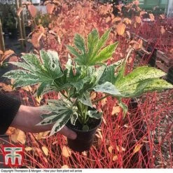 Fatsia Japonica 'Spiders Web' -NAOMI Plant Shop FATS KB0814 D