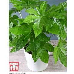 Fatsia Japonica -NAOMI Plant Shop FATS T58117 C