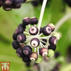 Fatsia Japonica -NAOMI Plant Shop FATS T58117 D