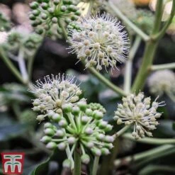 Fatsia Japonica -NAOMI Plant Shop FATS T58117 E