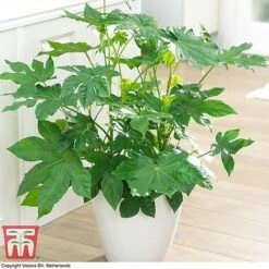 Fatsia Japonica -NAOMI Plant Shop FATS T58117 G