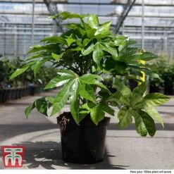 Fatsia Japonica -NAOMI Plant Shop FATS T58117 H