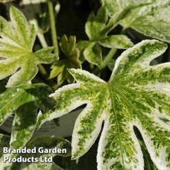 Fatsia Japonica 'Spiders Web' -NAOMI Plant Shop FATS SPIDERWEB L24505