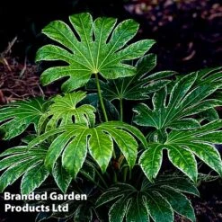 Fatsia Japonica 'Spiders Web' -NAOMI Plant Shop FATS SPIDERWEB L27144