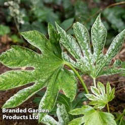 Fatsia Duo -NAOMI Plant Shop FATS SPIDERWEB L27146