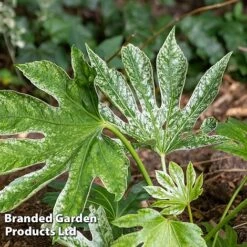 Fatsia Japonica 'Spiders Web' -NAOMI Plant Shop FATS SPIDERWEB L271461