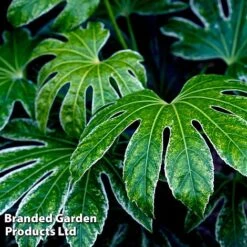 Fatsia Duo -NAOMI Plant Shop FATS SPIDERWEB L27147