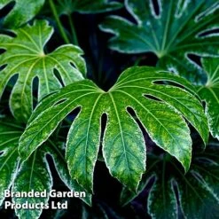 Fatsia Japonica 'Spiders Web' -NAOMI Plant Shop FATS SPIDERWEB L271471