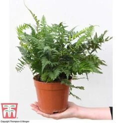 Fern Houseplant Mix -NAOMI Plant Shop FERN TKA3000 D1