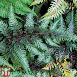 Fern 'Fantastic Ursula's Red' -NAOMI Plant Shop FERN URS A