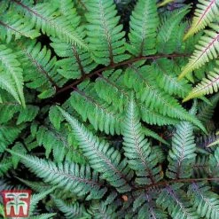 Fern 'Fantastic Ursula's Red' -NAOMI Plant Shop FERN URS B