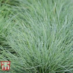 Festuca Glauca 'Elijah Blue' -NAOMI Plant Shop FEST T58073 C