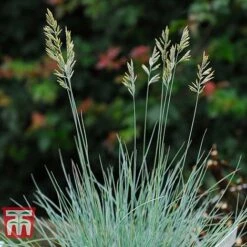 Festuca Glauca 'Elijah Blue' -NAOMI Plant Shop FEST T58073 D