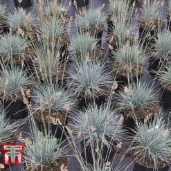 Festuca Glauca 'Elijah Blue' -NAOMI Plant Shop FEST T58073 E