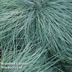 Colourful Ornamental Grass Collection -NAOMI Plant Shop FEST GLAUCA W48105