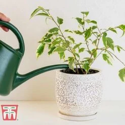 Ficus Benjamina -NAOMI Plant Shop FIC WKB4845 B