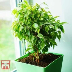 Ficus Benjamina -NAOMI Plant Shop FIC WKB4845 E