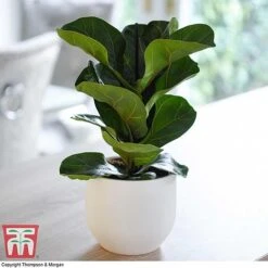 Easy Care Houseplant Collection -NAOMI Plant Shop FIC kb1113 A1