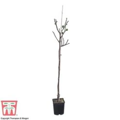Fig -NAOMI Plant Shop FICU 0586 A