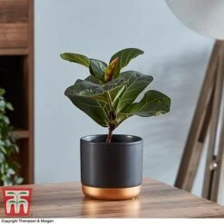 Ficus Lyrata 'Compacta' -NAOMI Plant Shop FICU 1113 A1