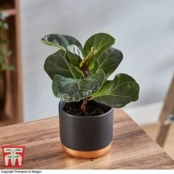 Ficus Lyrata 'Compacta' -NAOMI Plant Shop FICU 1113 A2
