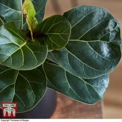Ficus Lyrata 'Compacta' -NAOMI Plant Shop FICU 1113 A3