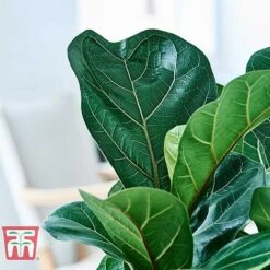 Ficus Lyrata 'Compacta' -NAOMI Plant Shop FICU KB1113 G