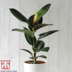House Plant Urban Jungle Collection -NAOMI Plant Shop FICU TKA2911 A2