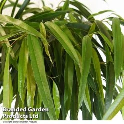 Ficus Binnendijkii 'Alii' Braided Stem In Hydro Pot -NAOMI Plant Shop FICU ALIIBRAID T50773