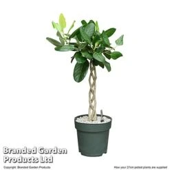 Ficus Benghalensis 'Audrey' Braided Stem In Hydro Pot -NAOMI Plant Shop FICU AUDRE27CM T506451