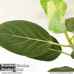 Ficus Benghalensis 'Audrey' Braided Stem In Hydro Pot -NAOMI Plant Shop FICU AUDRE27CM T50767