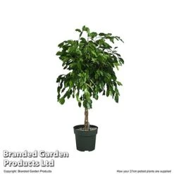 Ficus Benjamina 'Exotica' Braided Stem In Hydro Pot -NAOMI Plant Shop FICU EXOTI27CM T506341