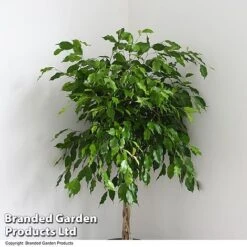 Ficus Benjamina 'Exotica' Braided Stem In Hydro Pot -NAOMI Plant Shop FICU EXOTICABR T50618