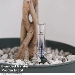 Ficus Benjamina 'Exotica' Braided Stem In Hydro Pot -NAOMI Plant Shop FICU EXOTICABR T50621