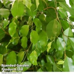 Ficus Benjamina 'Exotica' Braided Stem In Hydro Pot -NAOMI Plant Shop FICU EXOTICABR T50755